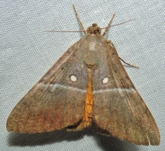 Oxyodes tricolor