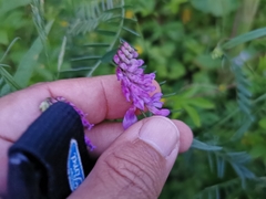Vicia cracca