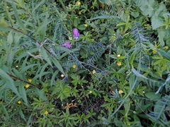 Vicia cracca