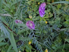Vicia cracca
