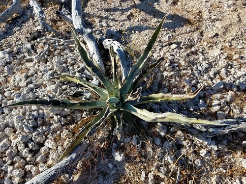 La Paz Agave