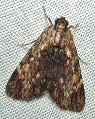 Salma cinerascens