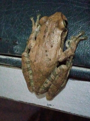 Osteopilus dominicensis