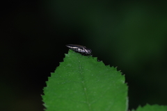 Agrilus bilineatus