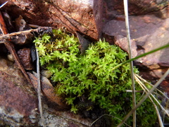 Leptodontium paradoxum