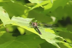 Cordulia shurtleffii