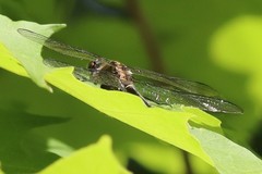 Cordulia shurtleffii