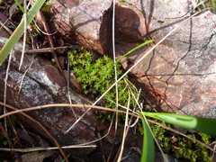 Leptodontium paradoxum