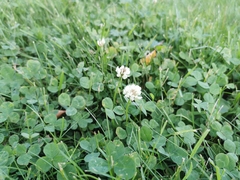 Trifolium repens