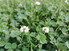 Trifolium repens
