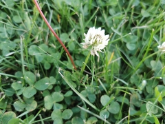 Trifolium repens