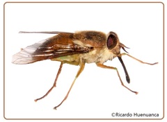 Scaptia australis