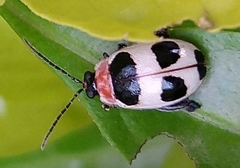 Alagoasa bipunctata