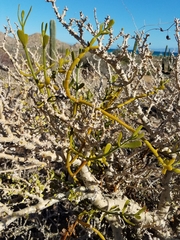 Phoradendron brachystachyum