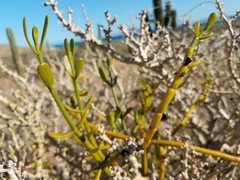 Phoradendron brachystachyum