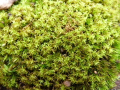 Leptodontium paradoxum