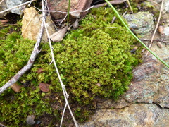 Leptodontium paradoxum