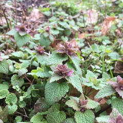 Lamium purpureum purpureum