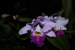 Cattleya