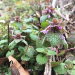 Lamium purpureum purpureum