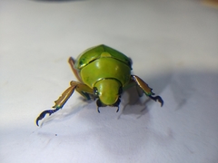 Chrysina macropus