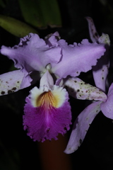 Cattleya