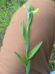 Crotalaria sagittalis