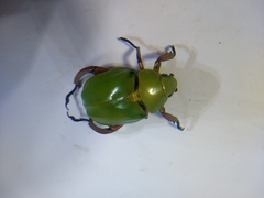 Chrysina macropus