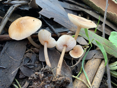 Rhodocollybia incarnata