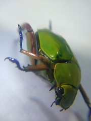 Chrysina macropus