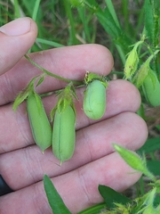 Crotalaria sagittalis