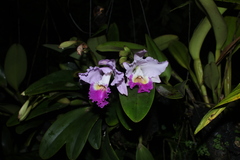 Cattleya