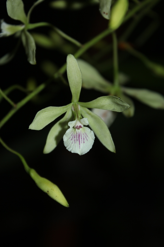 Encyclia profusa (Rolfe) Dressler & G.E.Pollard 3