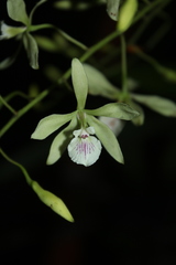 Encyclia profusa