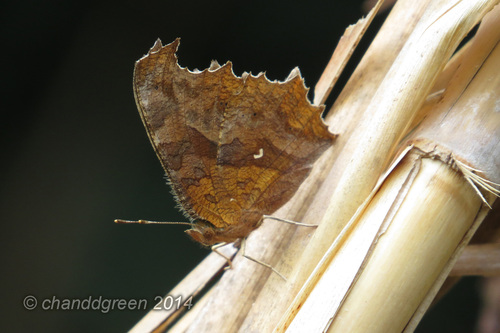 Asian Comma