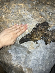 Corvus corax laurencei