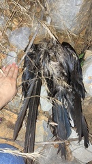 Corvus corax laurencei