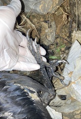 Corvus corax laurencei