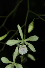 Encyclia profusa