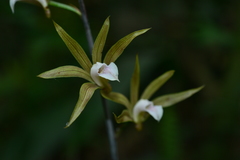 Ania penangiana