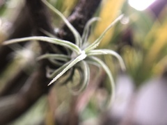 Tillandsia caput-medusae