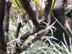 Tillandsia caput-medusae