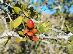 Castela peninsularis