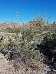 Castela peninsularis
