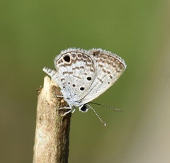 Hemiargus ceraunus filenus
