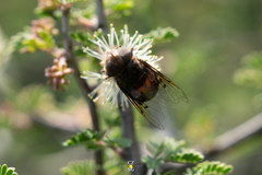 Copestylum quadratum