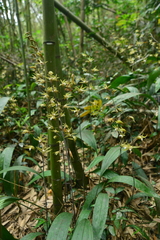 Ania penangiana