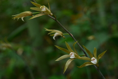 Ania penangiana