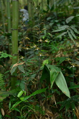 Ania penangiana