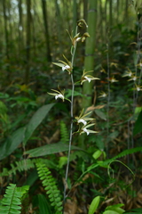 Ania penangiana